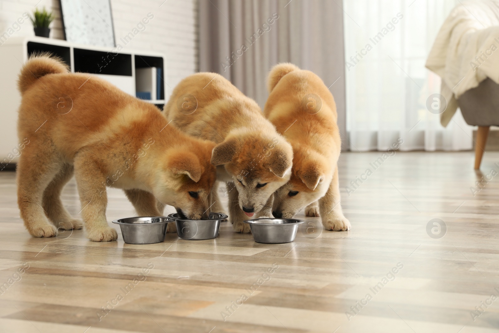 Photo of Cute akita inu puppies eating from bowls at home