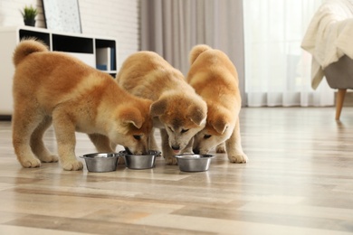 Photo of Cute akita inu puppies eating from bowls at home