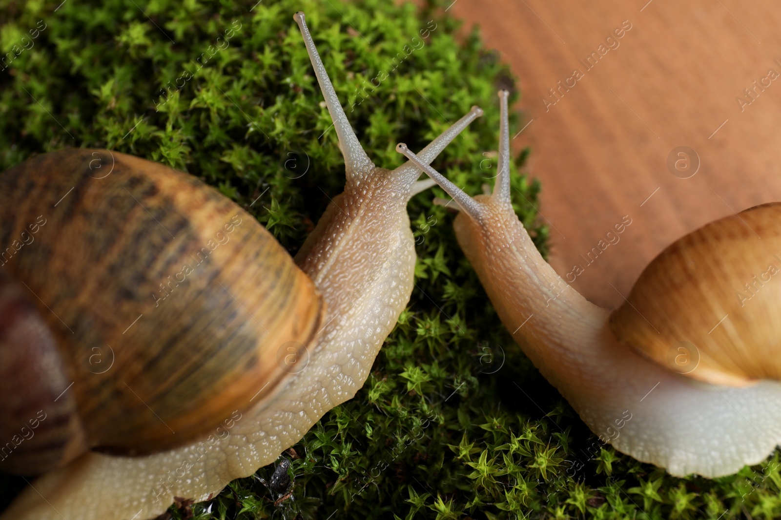 Photo of Common garden snails crawling on green moss, closeup