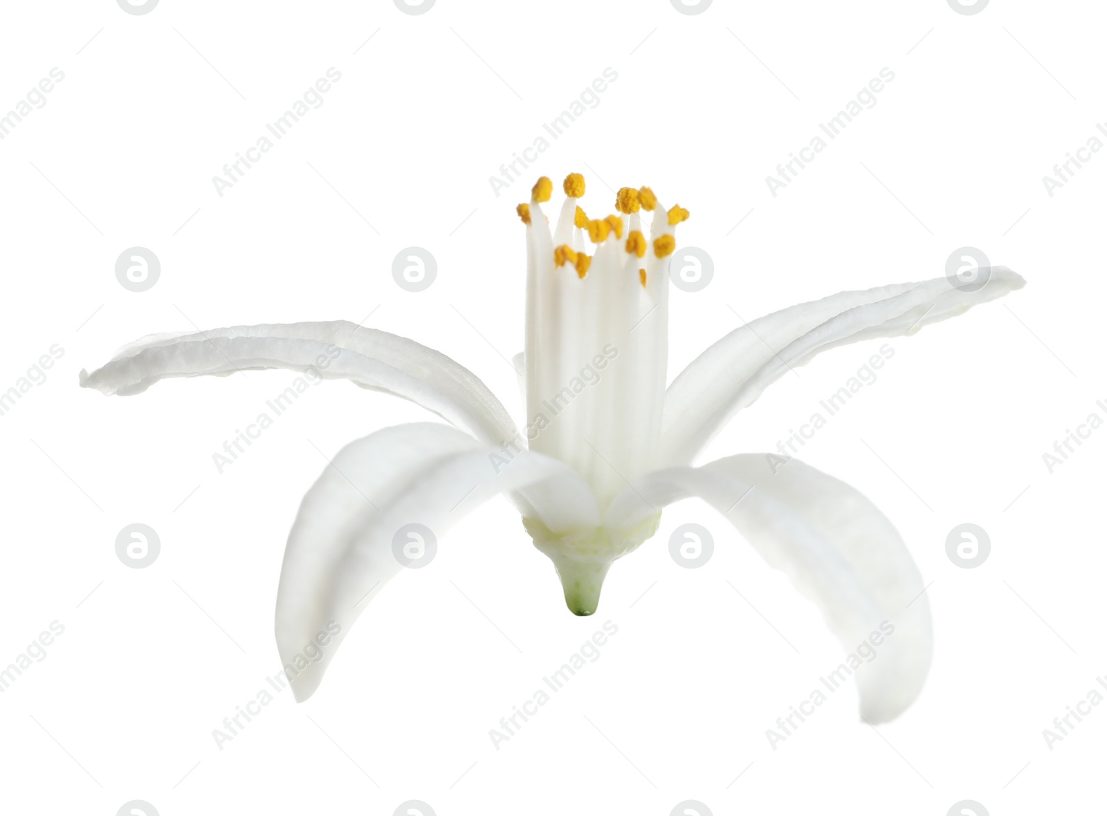 Photo of Beautiful blooming citrus flower on white background