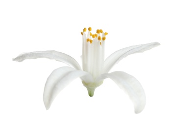 Photo of Beautiful blooming citrus flower on white background