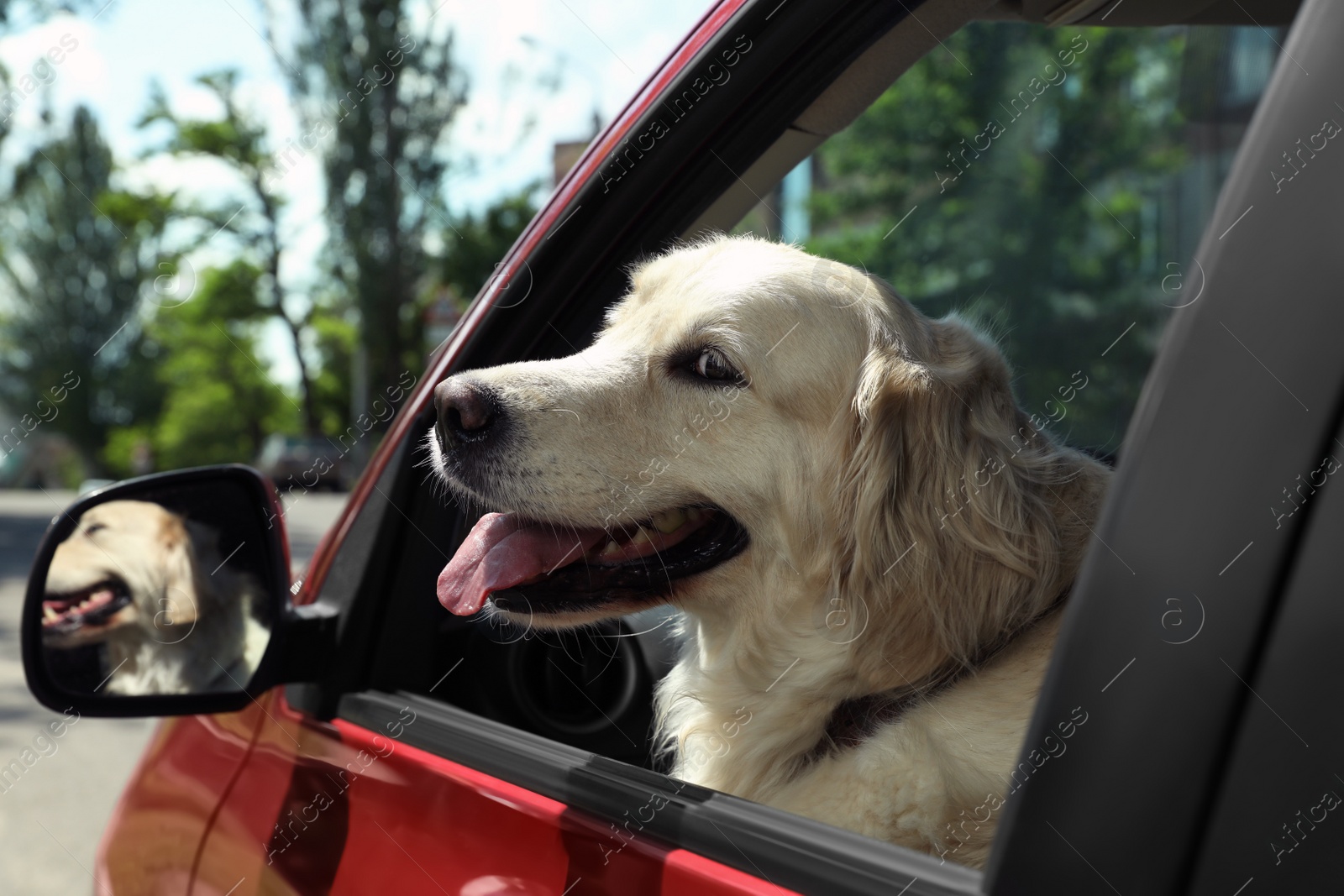 Photo of Adorable Golden Retriever dog on driver seat of car outdoors