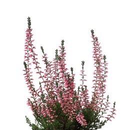 Photo of Heather with beautiful flowers on white background