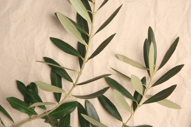 Twigs with fresh green olive leaves on parchment paper, top view