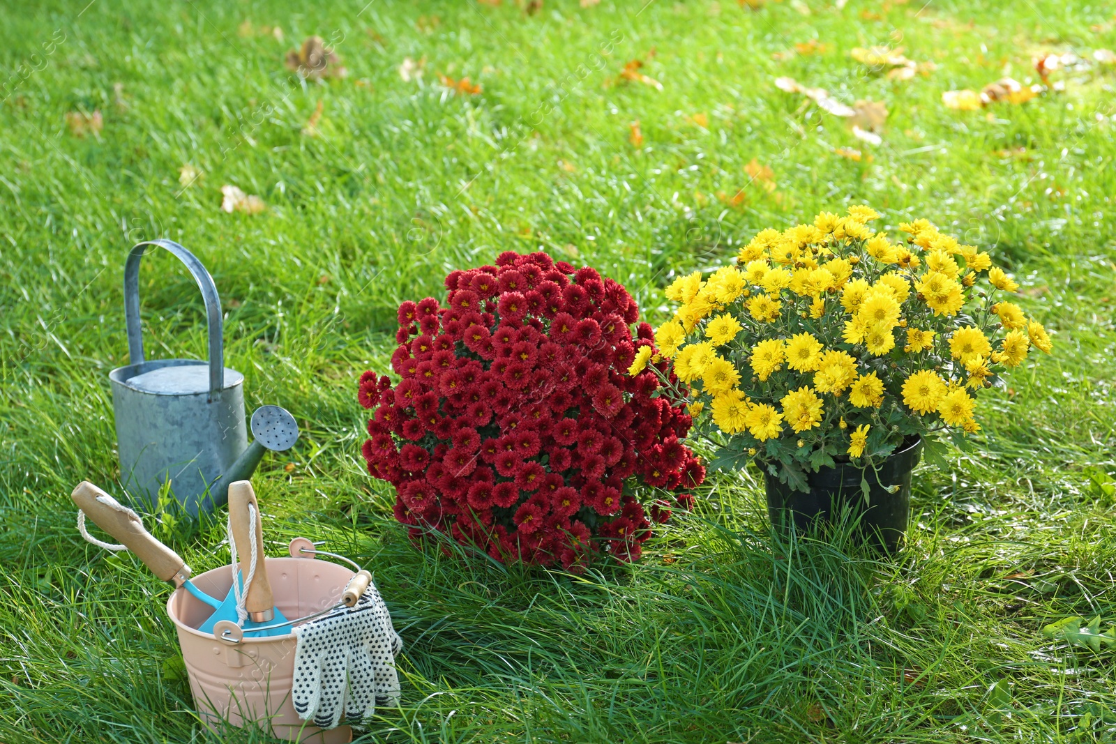 Photo of Beautiful colorful chrysanthemum flowers and garden tools on green grass