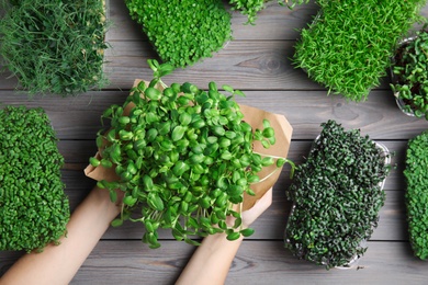 Woman holding fresh microgreen over wooden table, top view