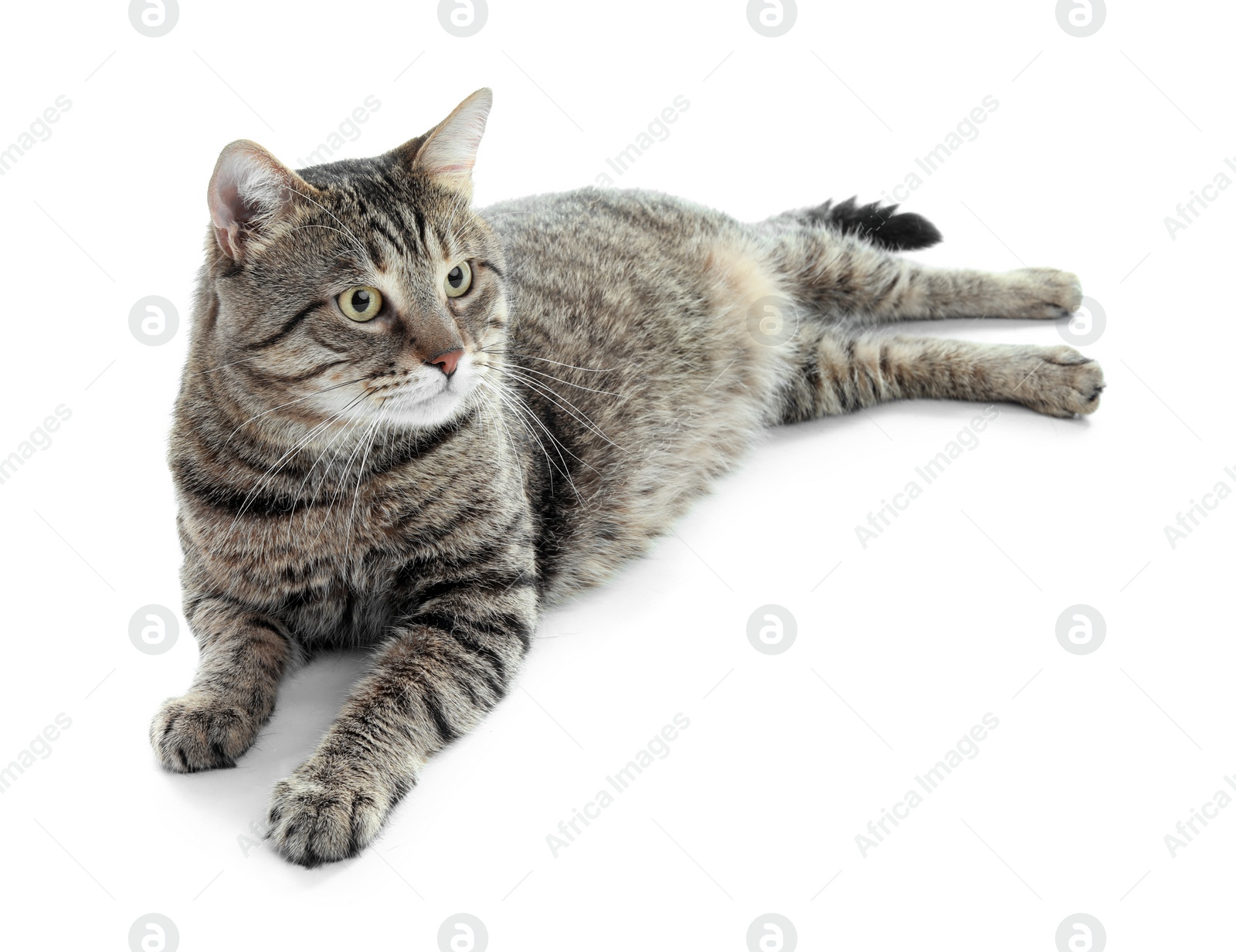 Photo of Cute cat on white background. Lovely pet