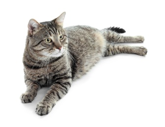 Photo of Cute cat on white background. Lovely pet