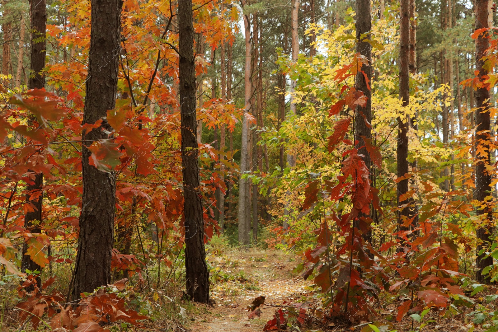 Photo of Trail and beautiful trees in forest. Autumn season