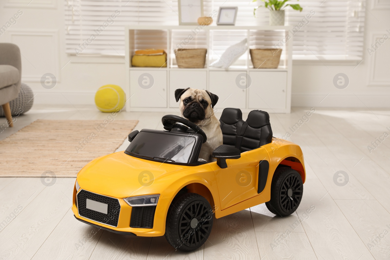 Photo of Adorable pug dog in toy car indoors