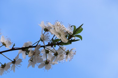 Cherry tree with white blossoms against blue sky, closeup. Spring season