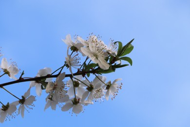 Photo of Cherry tree with white blossoms against blue sky, closeup. Spring season