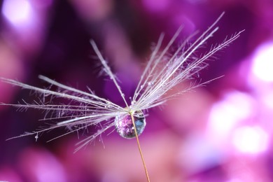 Photo of Seeds of dandelion flower with water drop on blurred background, macro photo