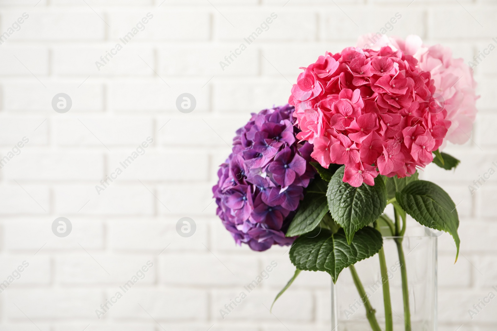 Photo of Vase with beautiful hortensia flowers near white brick wall. Space for text