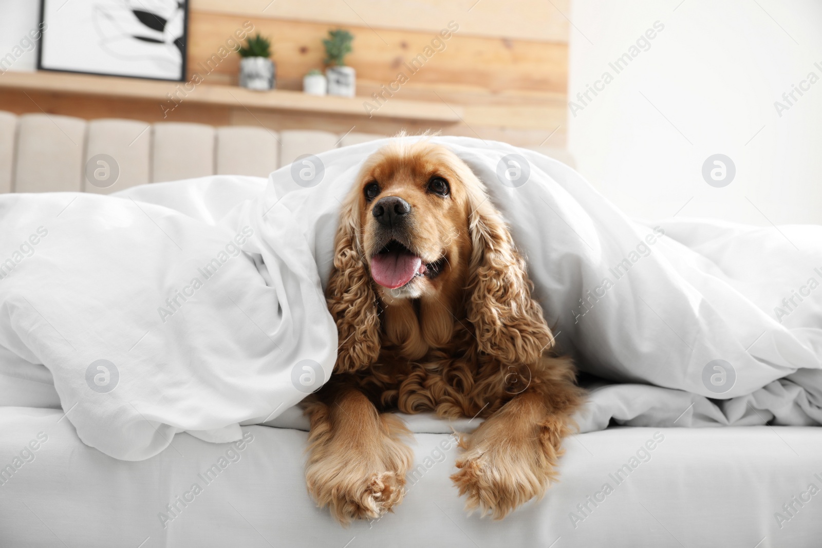 Photo of Cute English cocker spaniel covered with soft blanket on bed