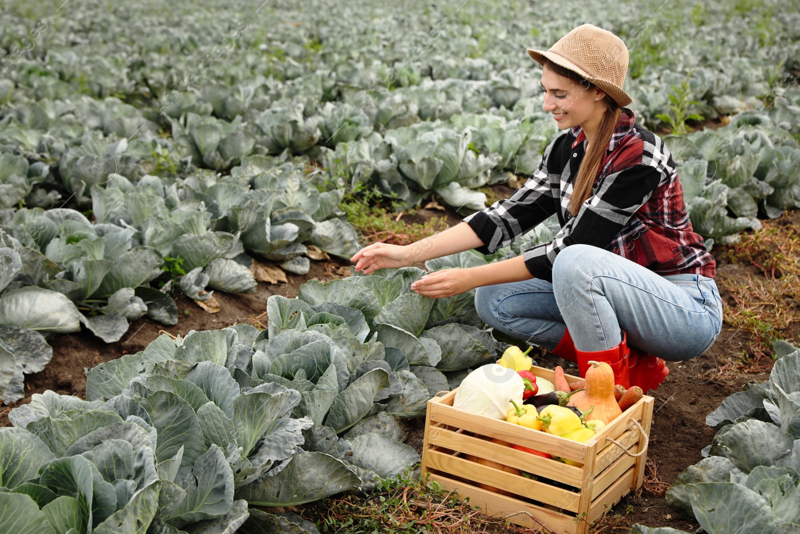 Photo of Farmer working in cabbage field. Harvesting time