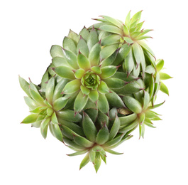 Photo of Beautiful echeveria isolated on white, top view. Succulent plant