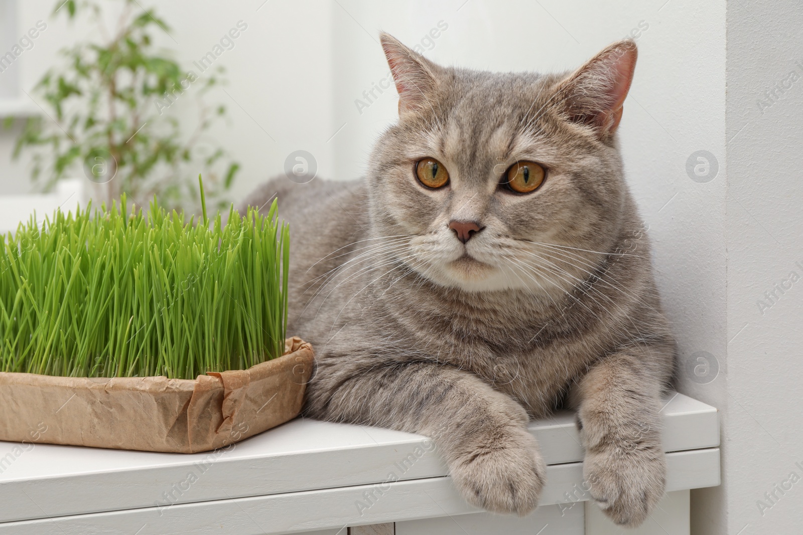 Photo of Cute cat near fresh green grass on white table indoors