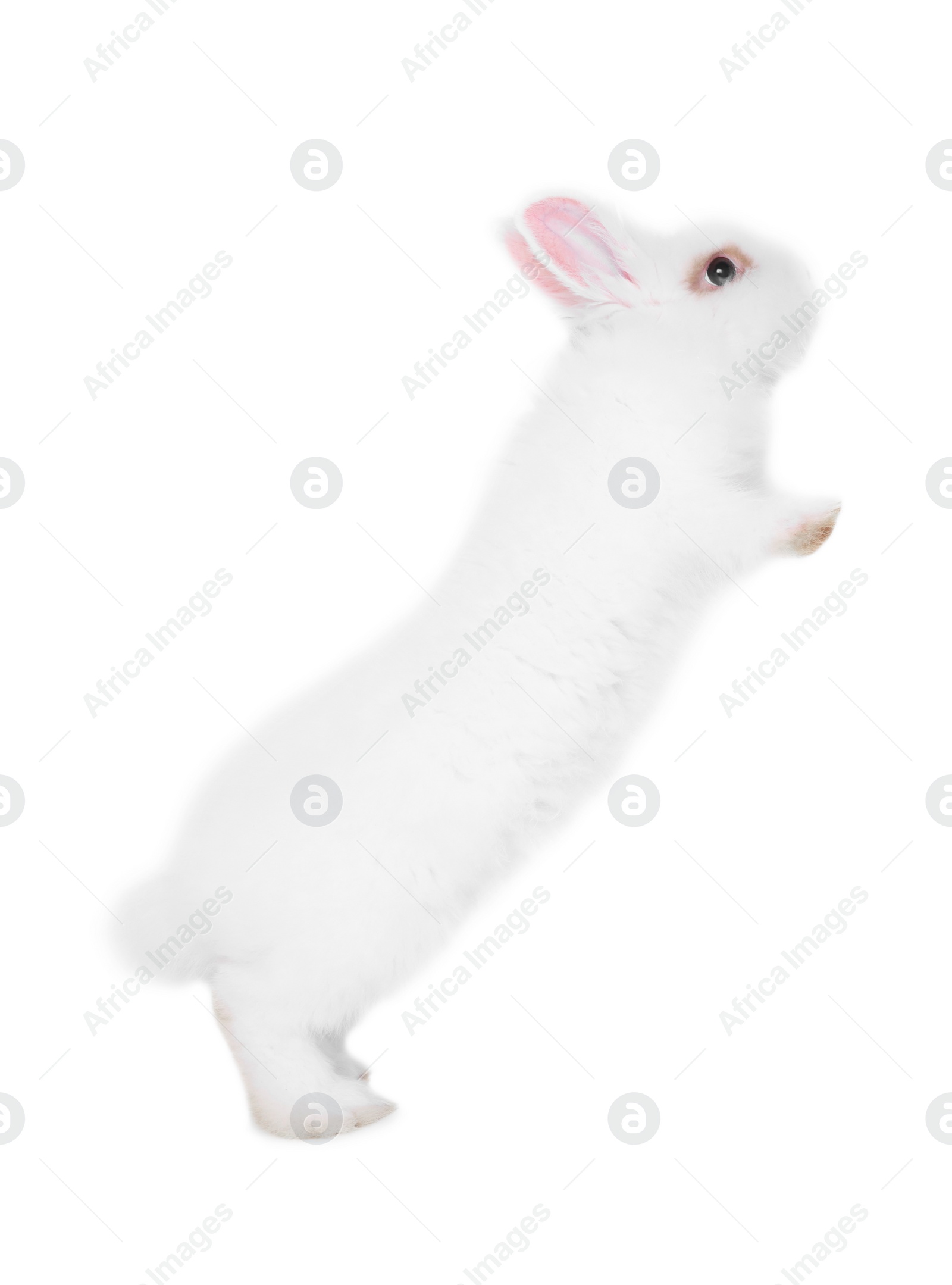 Photo of Fluffy rabbit on white background. Cute pet