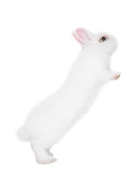 Photo of Fluffy rabbit on white background. Cute pet