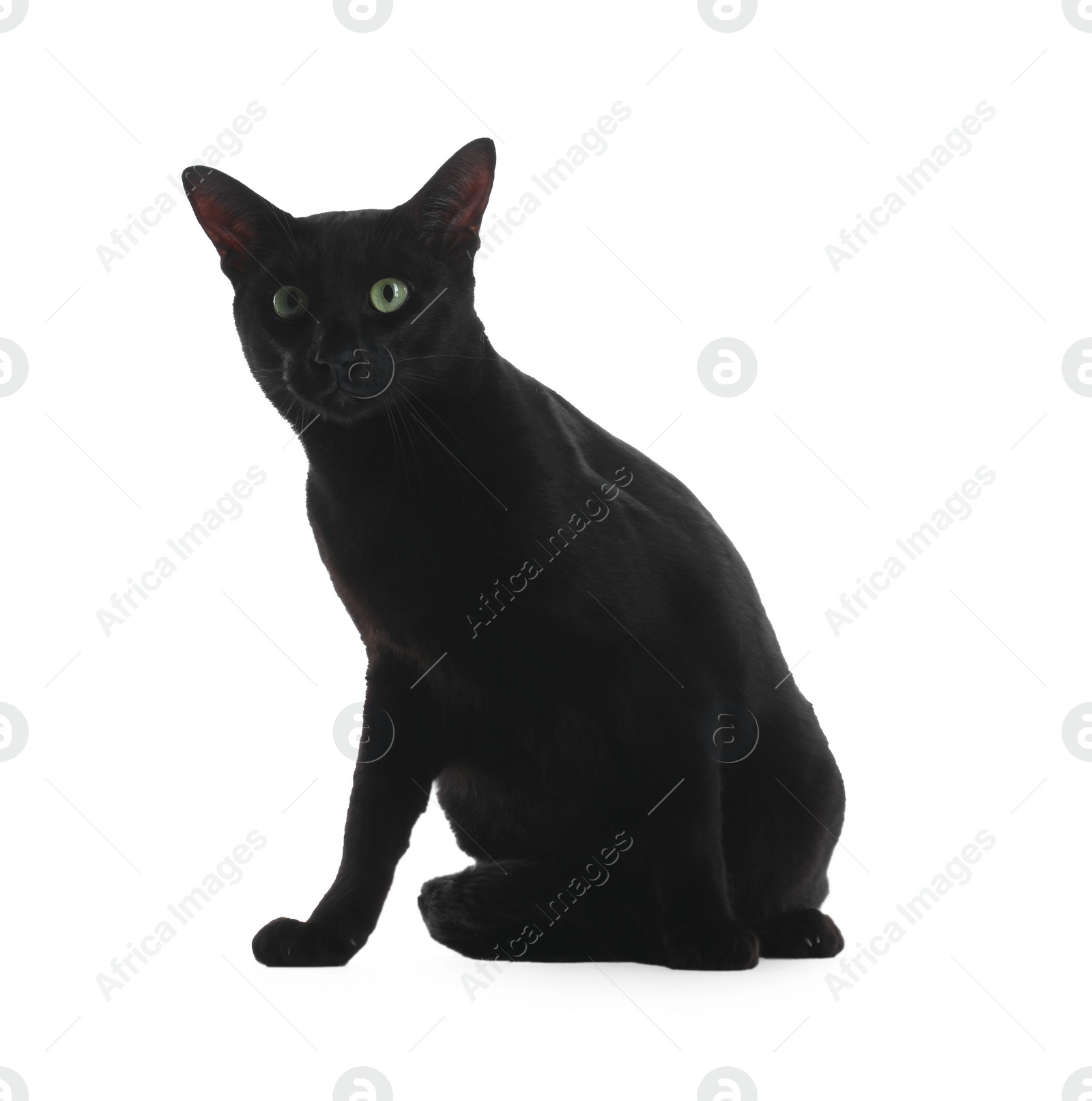 Photo of Adorable black cat with green eyes on white background. Lovely pet