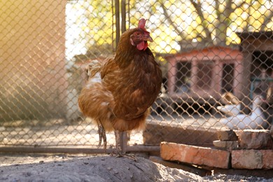 One beautiful hen in yard. Domestic animal