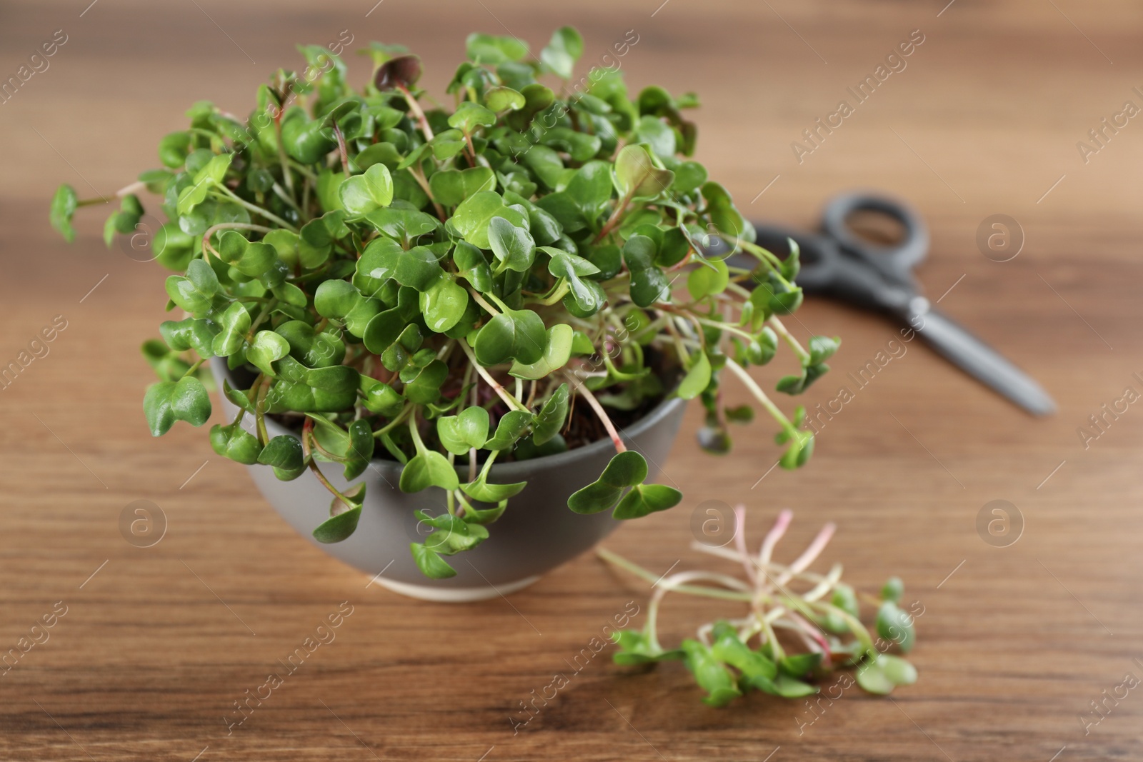 Photo of Fresh radish microgreens in bowl on wooden table