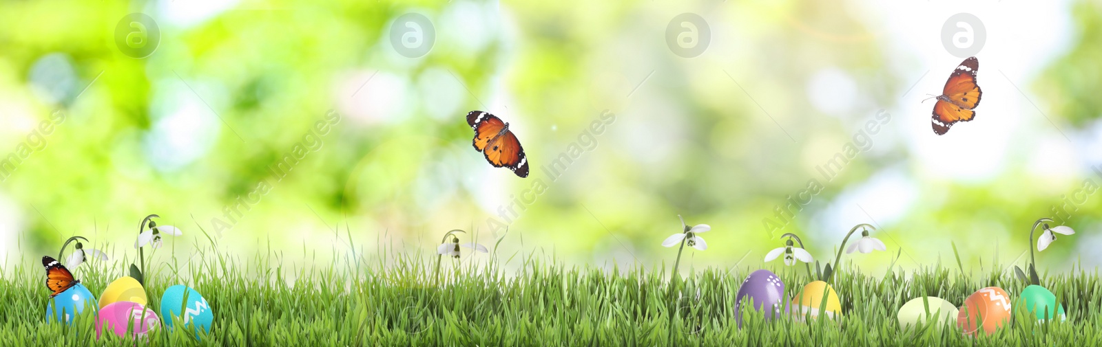 Image of Colorful Easter eggs with flowers in green grass and butterflies on blurred background. Banner design