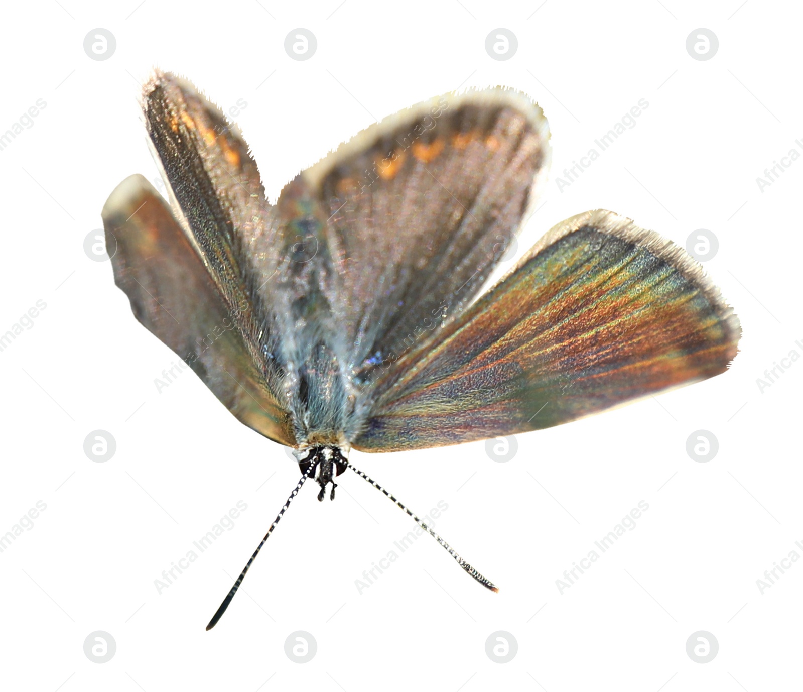 Image of Beautiful bright butterfly flying on white background