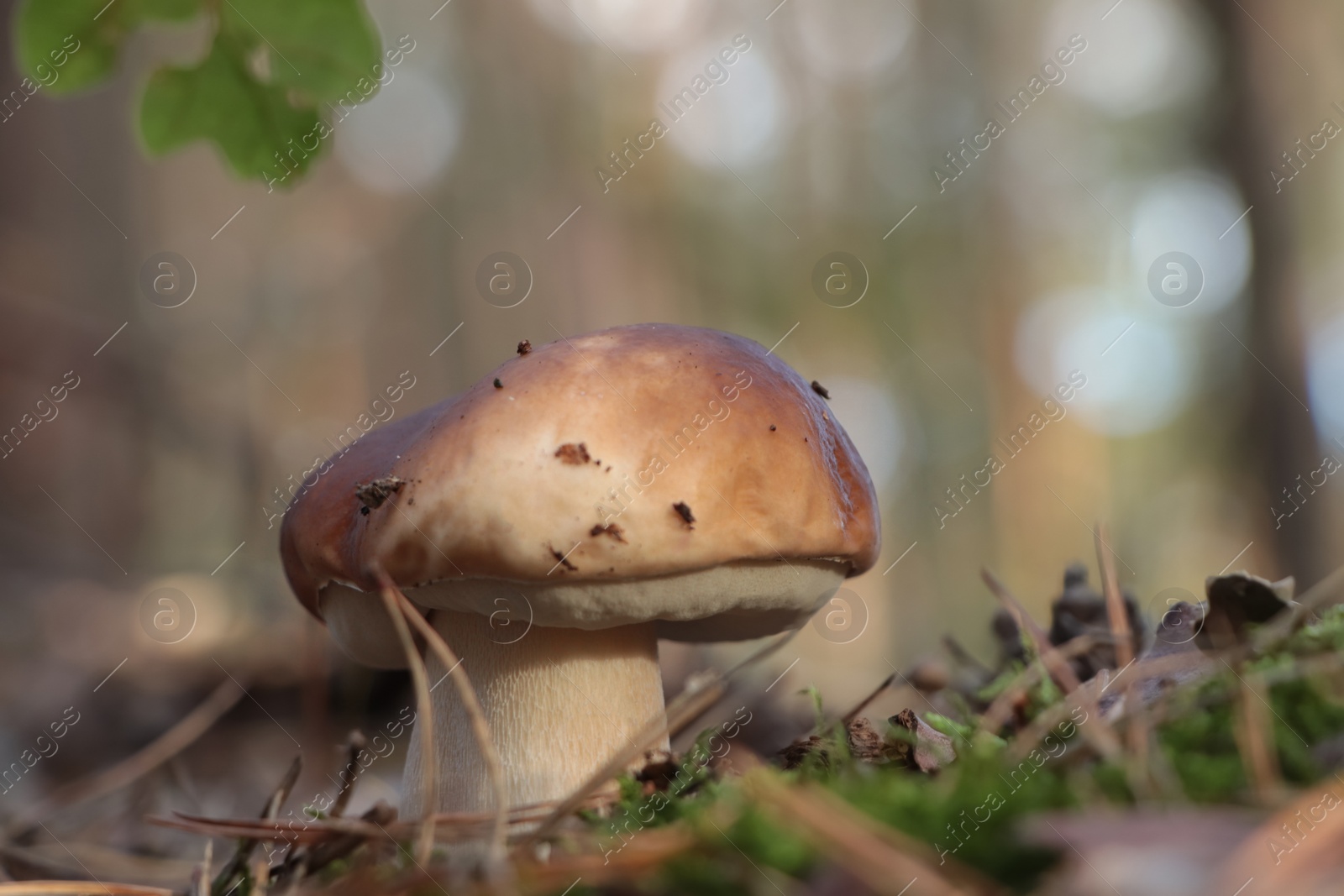 Photo of Beautiful porcini mushroom growing in forest on autumn day, closeup