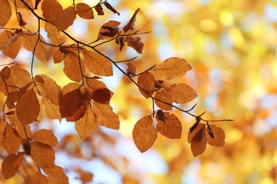 Photo of Tree twigs with autumn leaves on blurred background