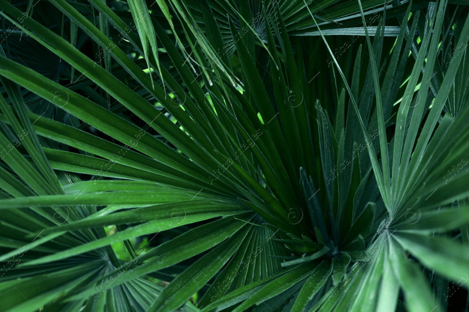 Photo of Beautiful green tropical leaves outdoors, closeup view