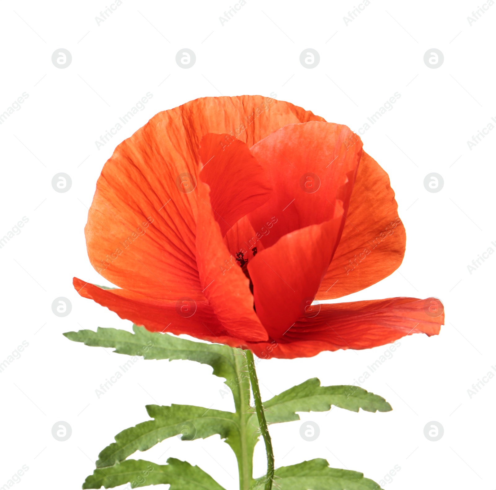 Photo of Beautiful bright poppy flower on white background