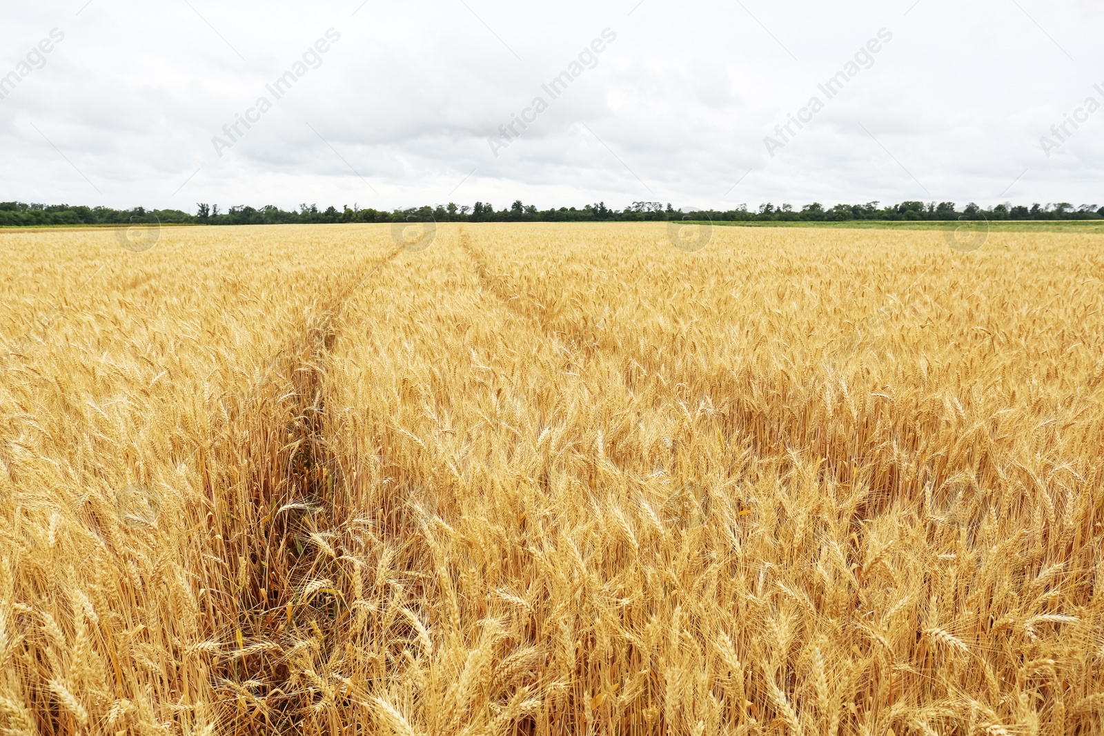 Photo of Beautiful agricultural field with ripe wheat crop on cloudy day