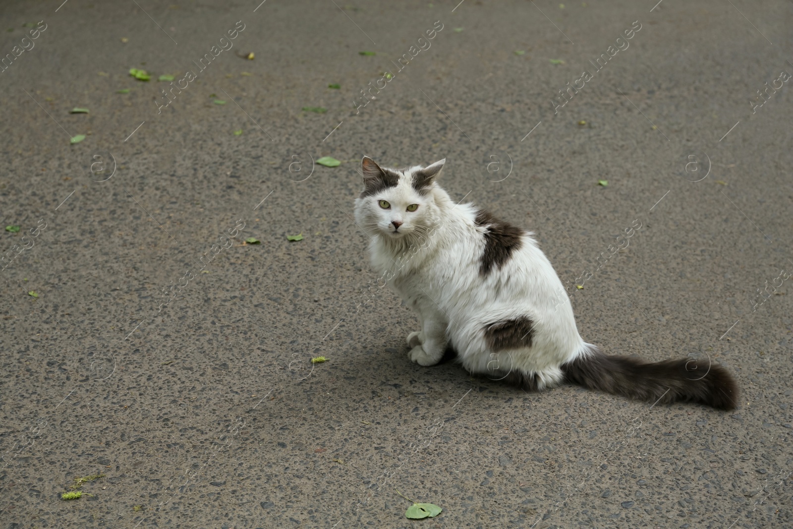 Photo of Lonely stray cat sitting on asphalt outdoors, space for text