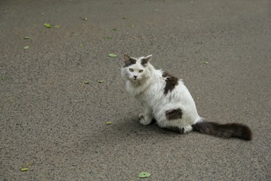 Lonely stray cat sitting on asphalt outdoors, space for text