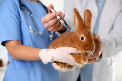 Professional veterinarians vaccinating bunny in clinic, closeup