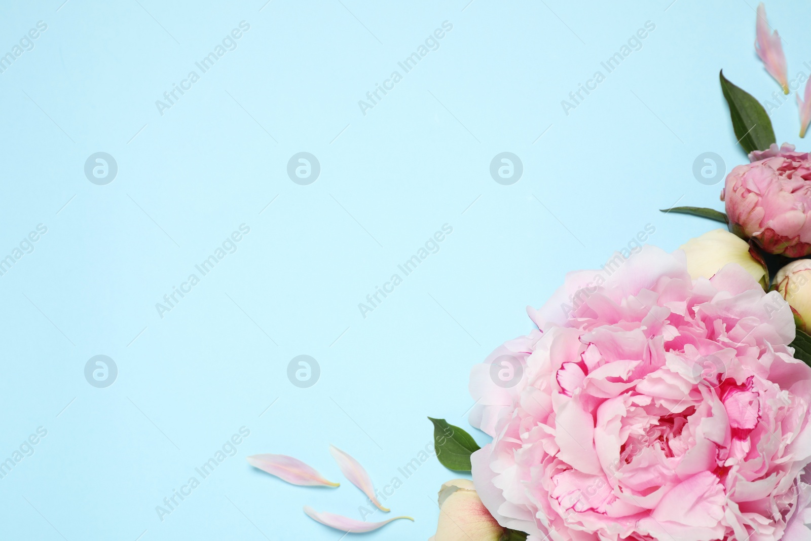 Photo of Beautiful fresh peonies on light blue background, flat lay. Space for text