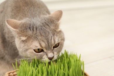 Photo of Cute cat eating fresh green grass on blurred background, closeup. Space for text