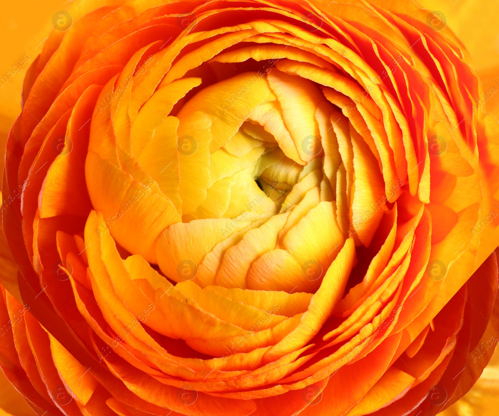 Photo of Beautiful fresh ranunculus flower on white background, closeup