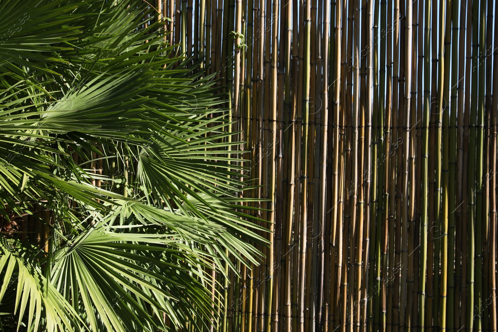 Photo of Beautiful palm tree with green leaves near bamboo fence outdoors, closeup. Space for text