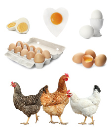 Collage with chickens and eggs on white background