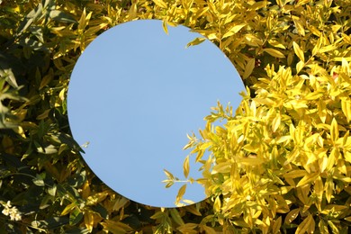 Round mirror among bush branches reflecting beautiful sky