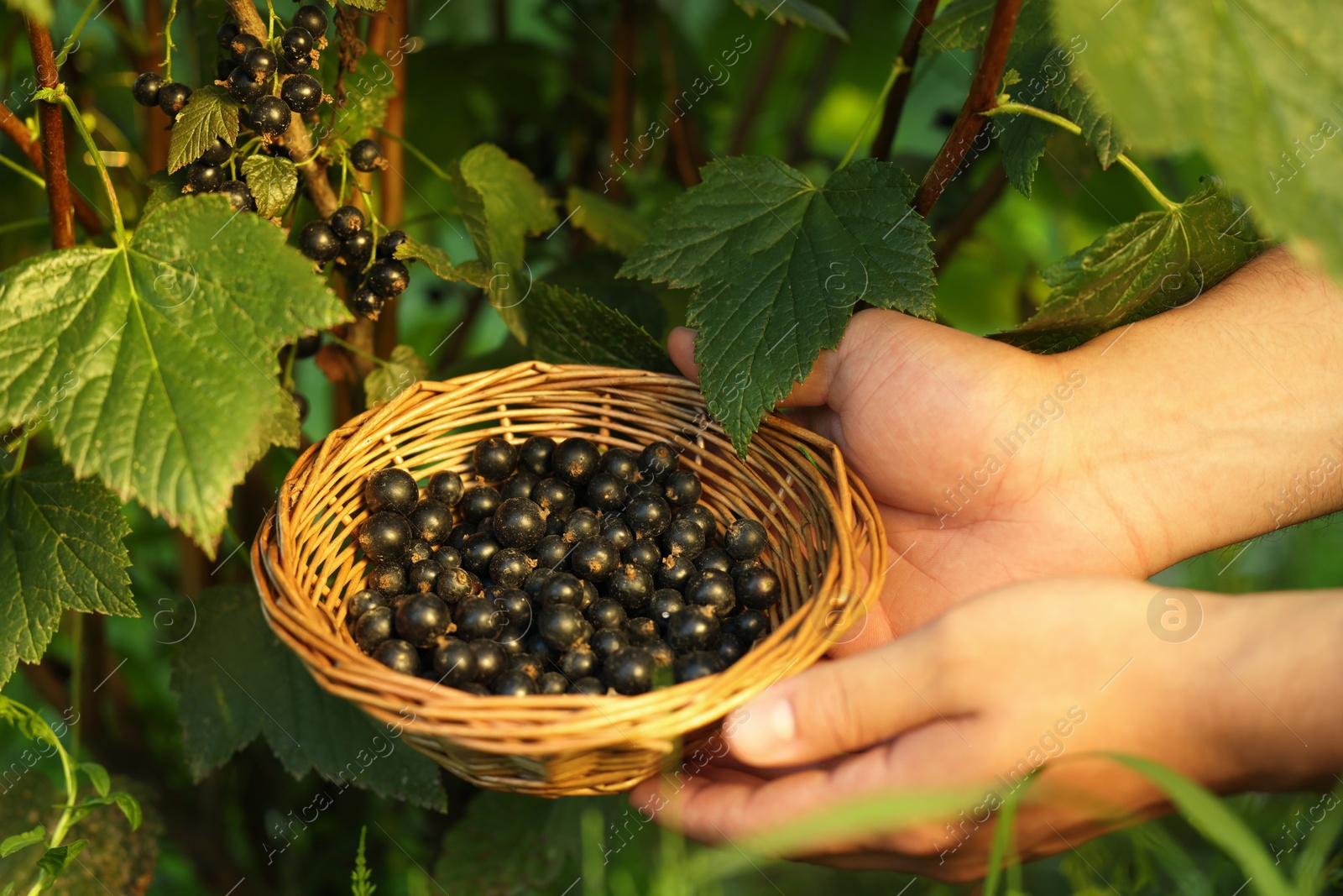 Photo of Woman holding wicker bowl with ripe blackcurrants outdoors, closeup