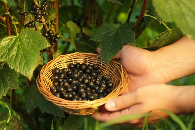 Woman holding wicker bowl with ripe blackcurrants outdoors, closeup