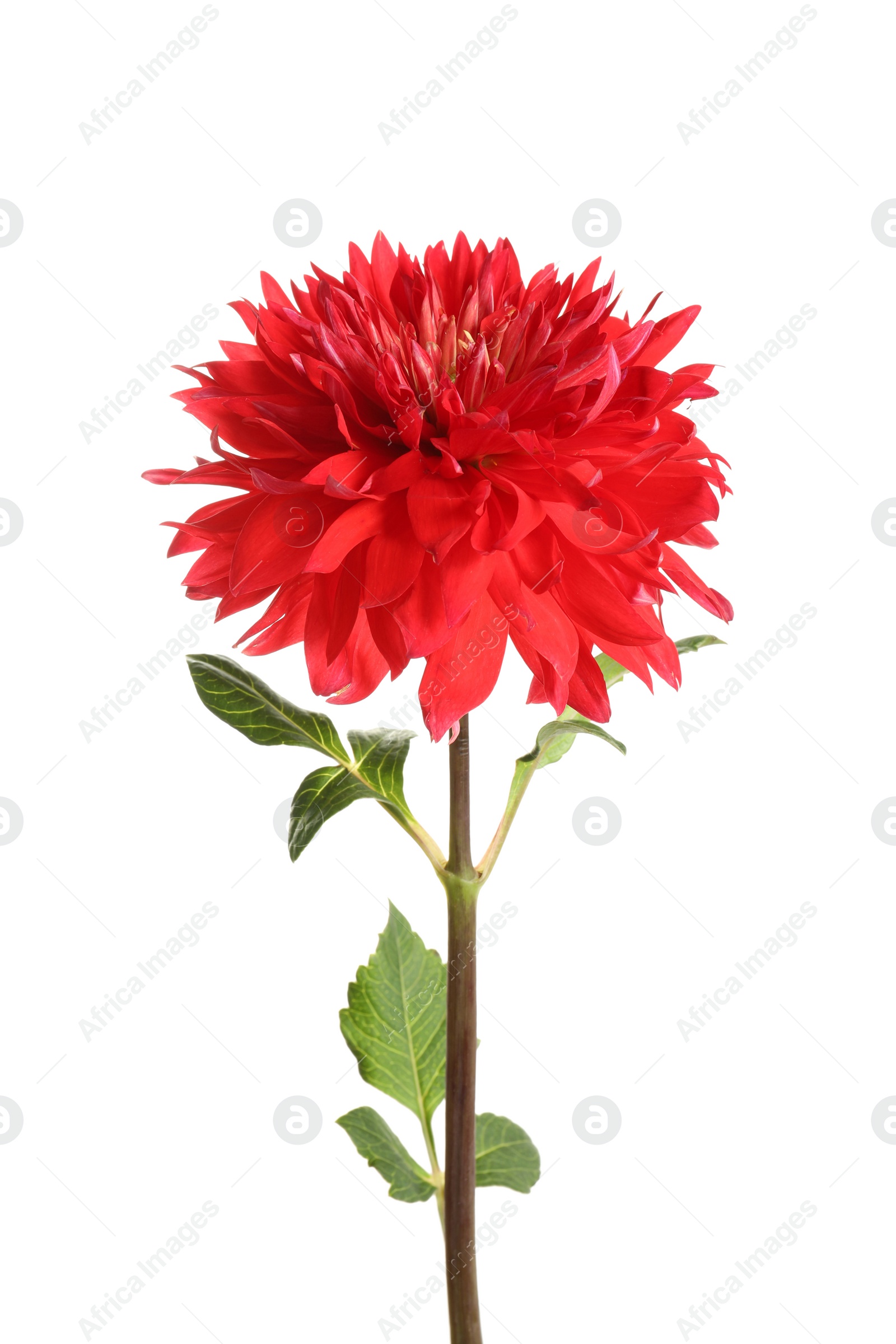 Photo of Beautiful red dahlia flower on white background