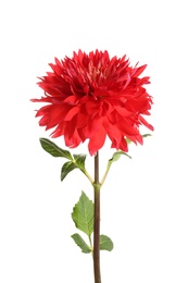 Photo of Beautiful red dahlia flower on white background