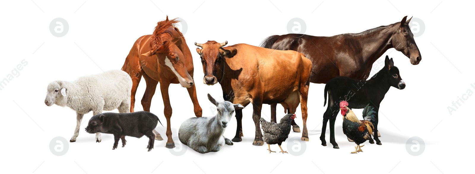 Image of Collage with horses and other pets on white background. Banner design