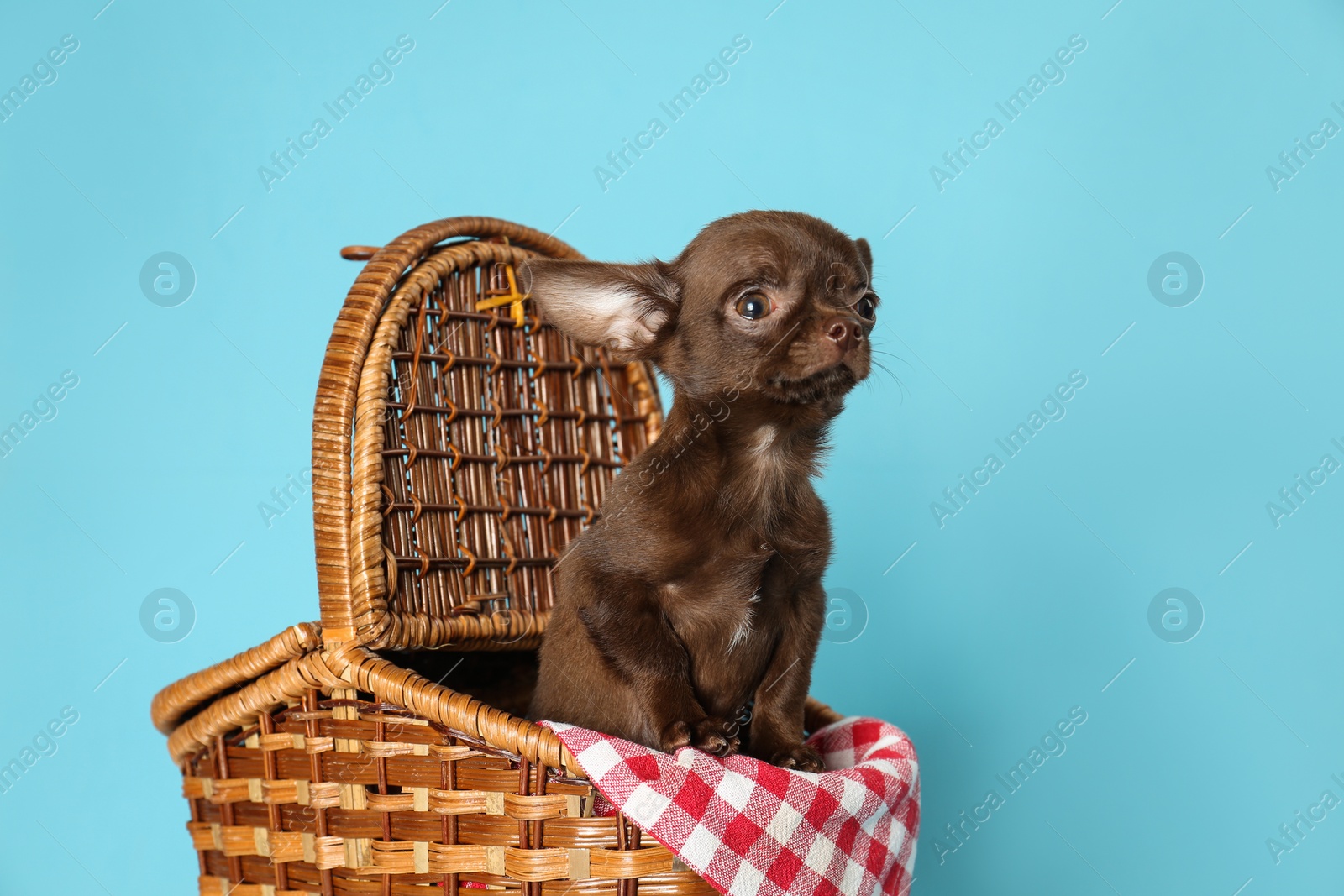Photo of Cute small Chihuahua dog in picnic basket on light blue background