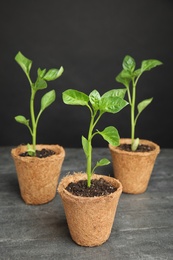 Vegetable seedlings in peat pots on table against black background